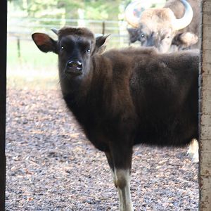 Gaur calf