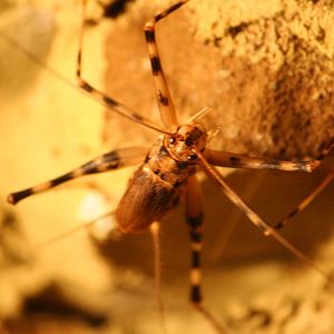 Cave cricket