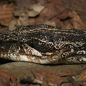 Argentine boa constrictor