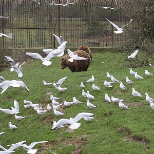 European brown bear feeding time