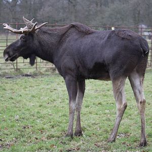 European moose