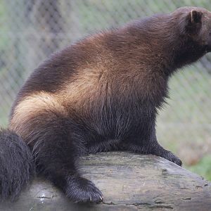 European wolverine