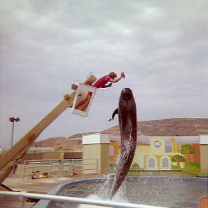 Pilot Whale - Marineland of the Pacific - January 1977 (Closed 1987)