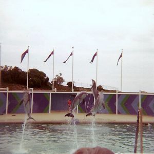Dolphin Show - Marineland of the Pacific - January 1977 (Closed 1987)