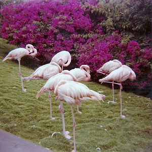 Chilean Flamingoes - Marineland of the Pacific - January 1977 (Closed)