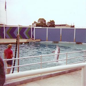 Dolphin Show - Marineland of the Pacific - January 1977 (Closed 1987)