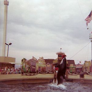 Orca Show - Marineland of the Pacific - January 1977 (Closed 1987)