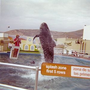 Pilot Whale Show - Marineland of the Pacific - January 1977 (Closed 1987)