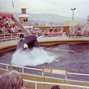 Orky and Corky - Marineland of the Pacific - January 1977 (Closed 1987)