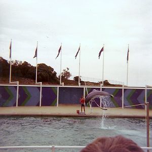 Dolphin Show - Marineland of the Pacific - January 1977 (Closed 1987)