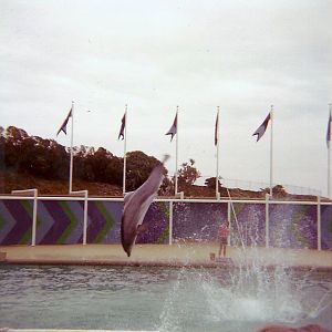 Dolphin Show - Marineland of the Pacific - January 1977 (Closed 1987)
