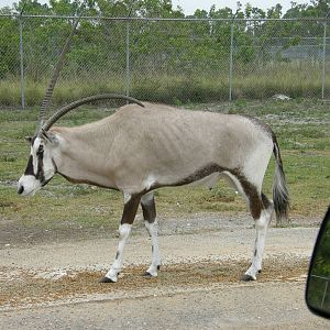 gemsbok