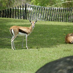 thompsons gazelle