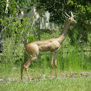 gerenuk