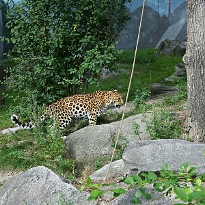 Amur leopard (Panthera pardus orientalis)