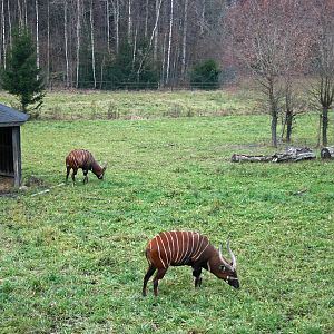 Bongos (Tragelaphus euryceros isaacii)