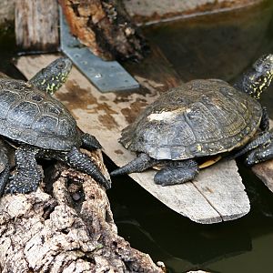European pond turtles (Emys orbicularis)