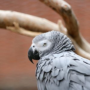 African grey parrot (Psittacus erithacus)