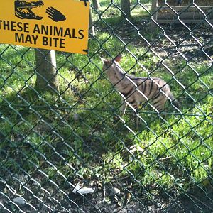 Ardwolf - Tayto Park