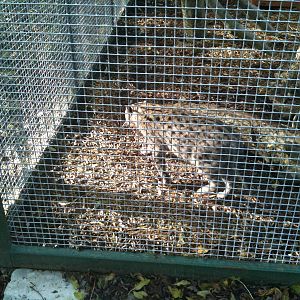 Fishing Cat - Tayto Park
