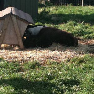 Baby bison being handreared with some Pygmy goats - Tayto Park