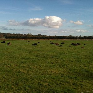 Large herd of Bison - Tayto Park
