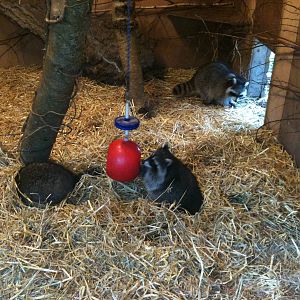 Raccoon - Tayto Park