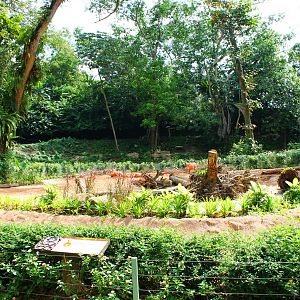 Wild Africa - Warthog exhibit