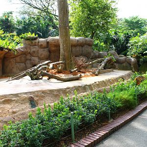 Wild Africa - Meerkat exhibit