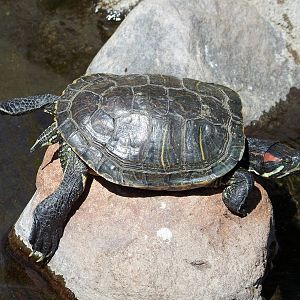 Basking Turtle