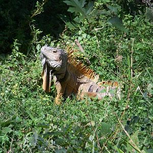 Orange green iguana