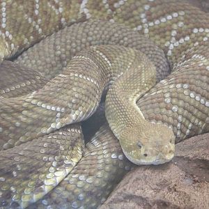 Mexican Green Rattlesnake