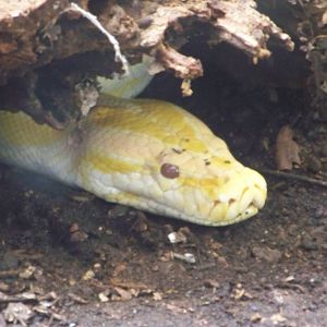 Albino Burmese Python