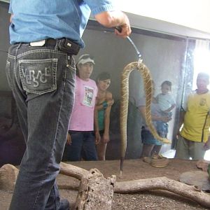 Rattlesnake Is Not Amused