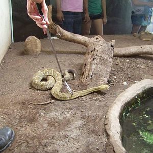 Mexican Green Rattlesnake