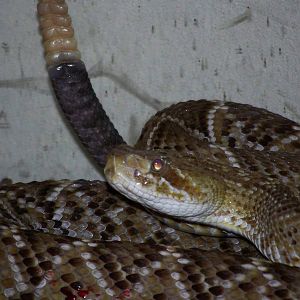 Mexican Green Rattlesnake