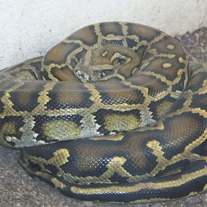 Burmese Python