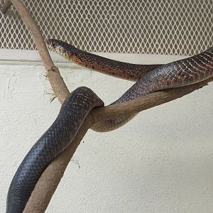 Indigo Snake