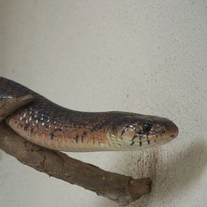 Indigo Snake