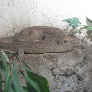 Mexican Green Rattlesnake