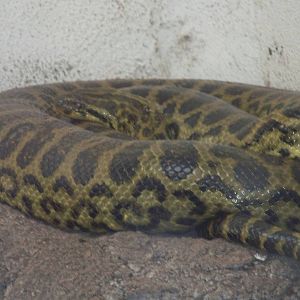 Yellow Anaconda