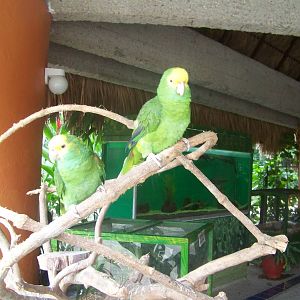 Parrots