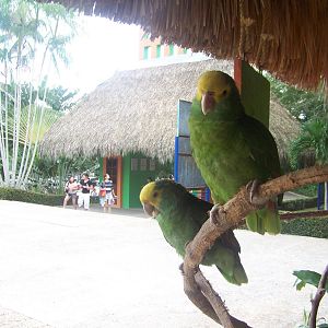 Parrots