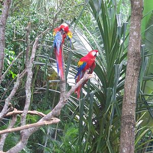 Scarlet Macaws