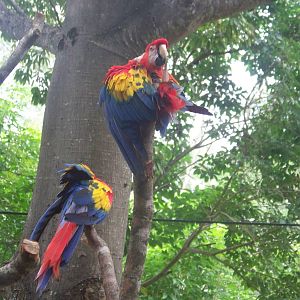 Scarlet Macaws