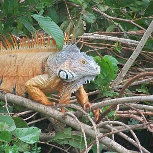 Iguana