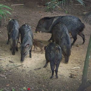 Collared Peccaries