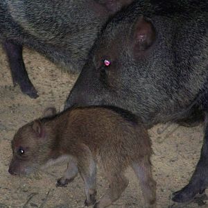 Collared Peccaries