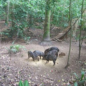 Collared Peccaries
