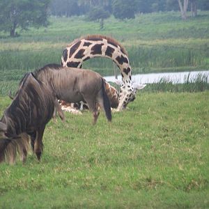 Wildebeest and sleeping giraffe